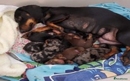 Dachshund dogs for stud: Miniature Dachshund Stud Kc registered & Pra clear in Stowmarket - Image 15