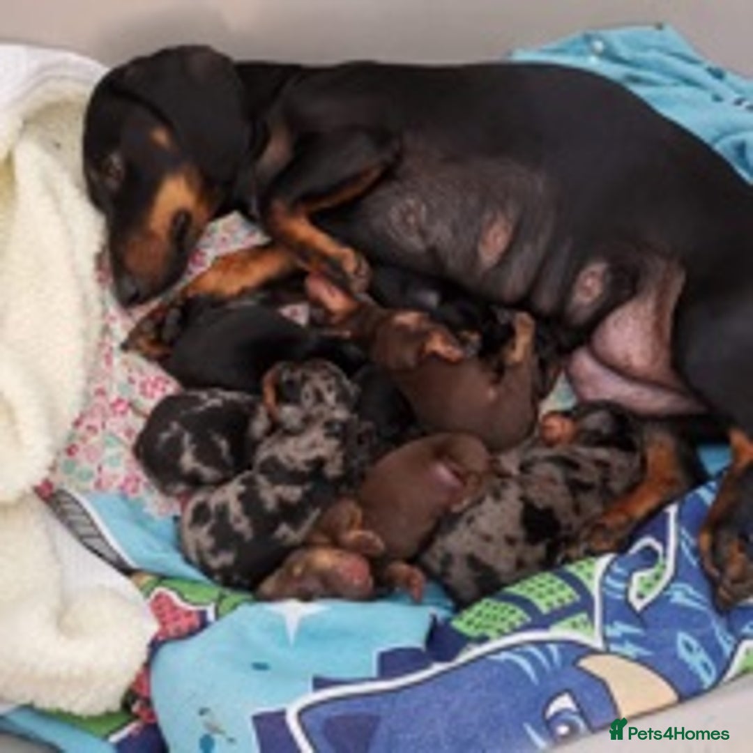 Dachshund dogs for stud: Miniature Dachshund Stud Kc registered & Pra clear in Stowmarket - Image 15