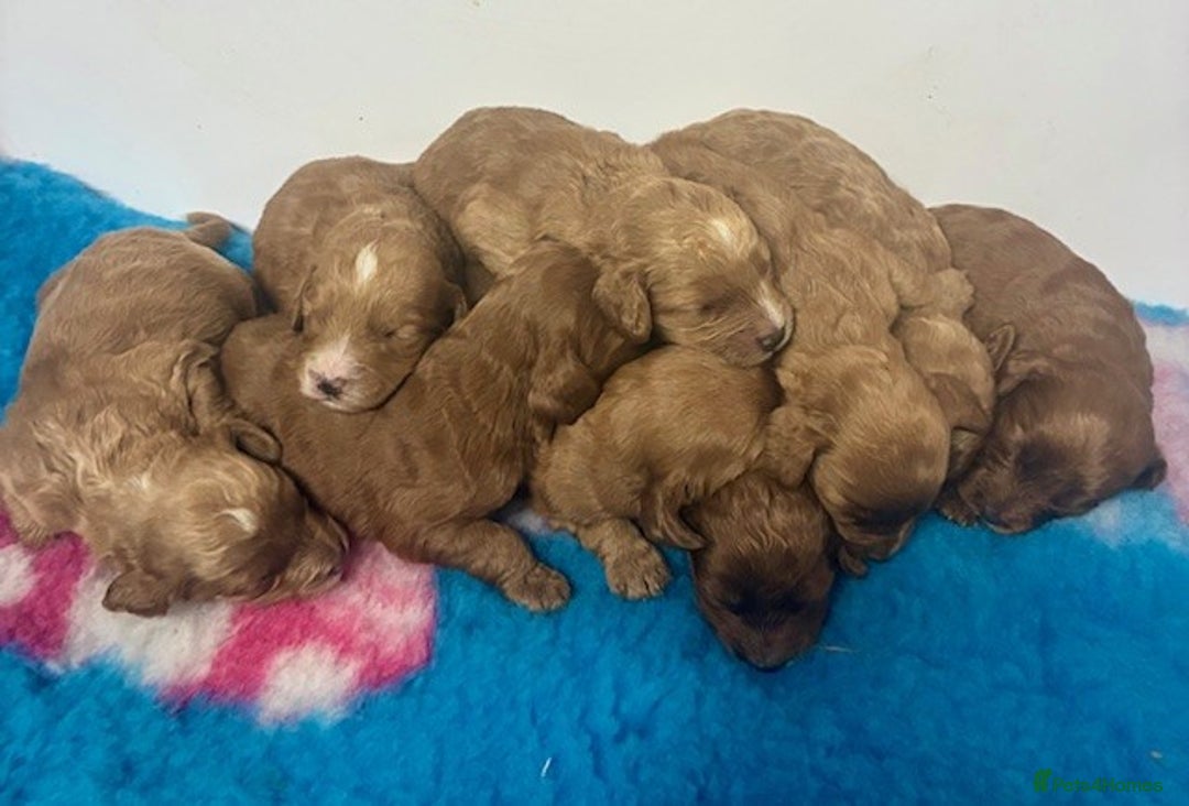 Cockapoo dogs for sale: 🌟 Beautiful F1 Cockapoo puppies 🌟 - Advert 3