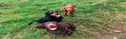Cocker Spaniel dogs for sale: 🐾 POPPY – KC REGISTERED WORKING COCKER SPANIEL 🐾 in Clitheroe - Advert 7