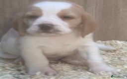 Beagle dogs for sale: Beautiful beagle boys kc reg ready 19 sept  - Image 40