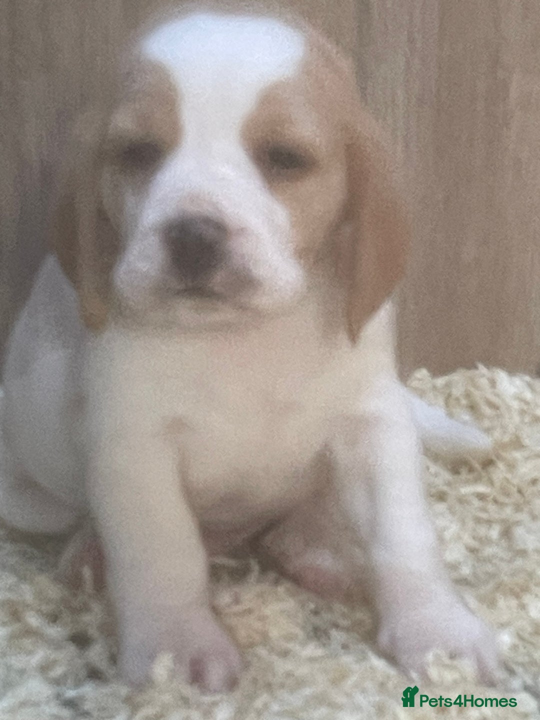 Beagle dogs for sale: Beautiful beagle boys kc reg ready 19 sept  - Image 40