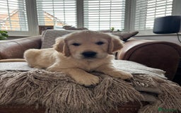 Golden Retriever dogs for sale: Ready now - Golden Retriever Puppies  - Image 13