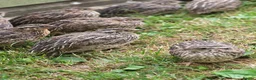 Quail poultry for sale: Coturnix quail  - Advert 2