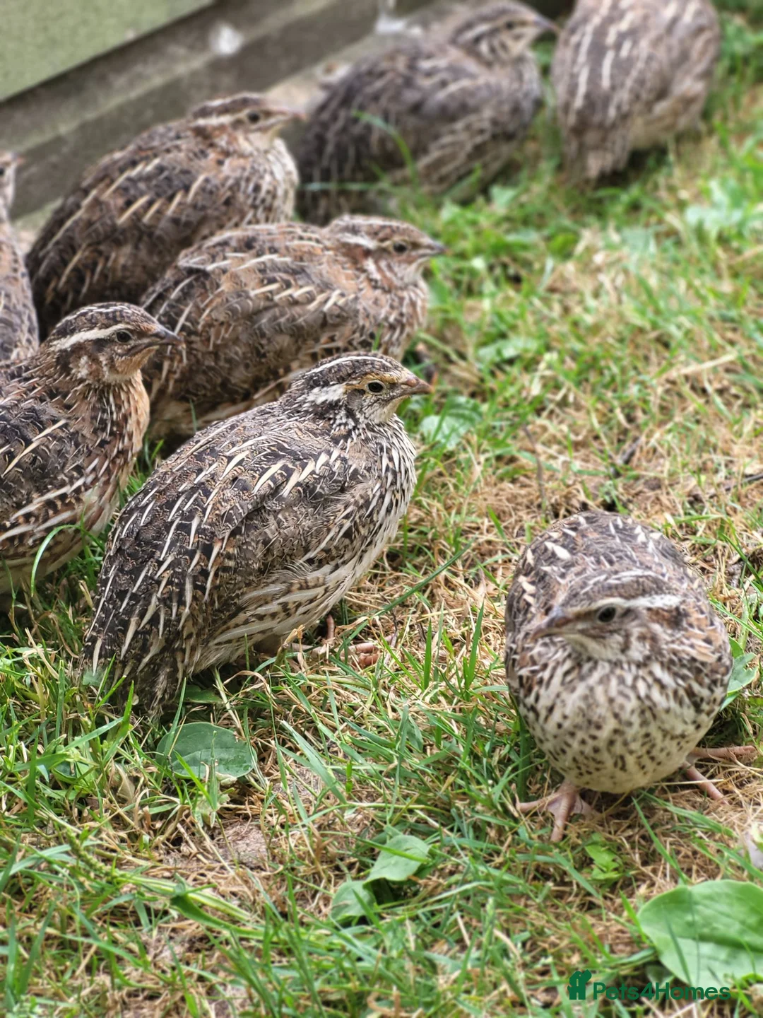 Quail poultry for sale: Coturnix quail  - Advert 2