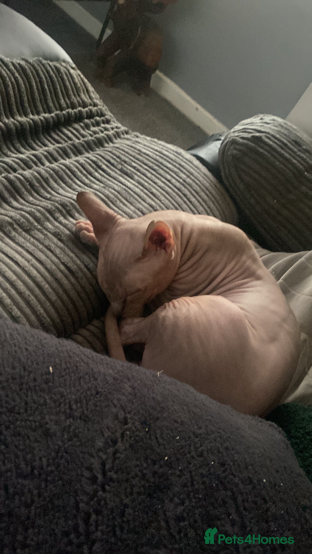 Sphynx cats for sale: X3 beautiful spynx kittens  - Advert 8