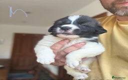 Pyrenean Mastiff dogs for sale: KC registered Pyrenean Mastiffs - Image 19