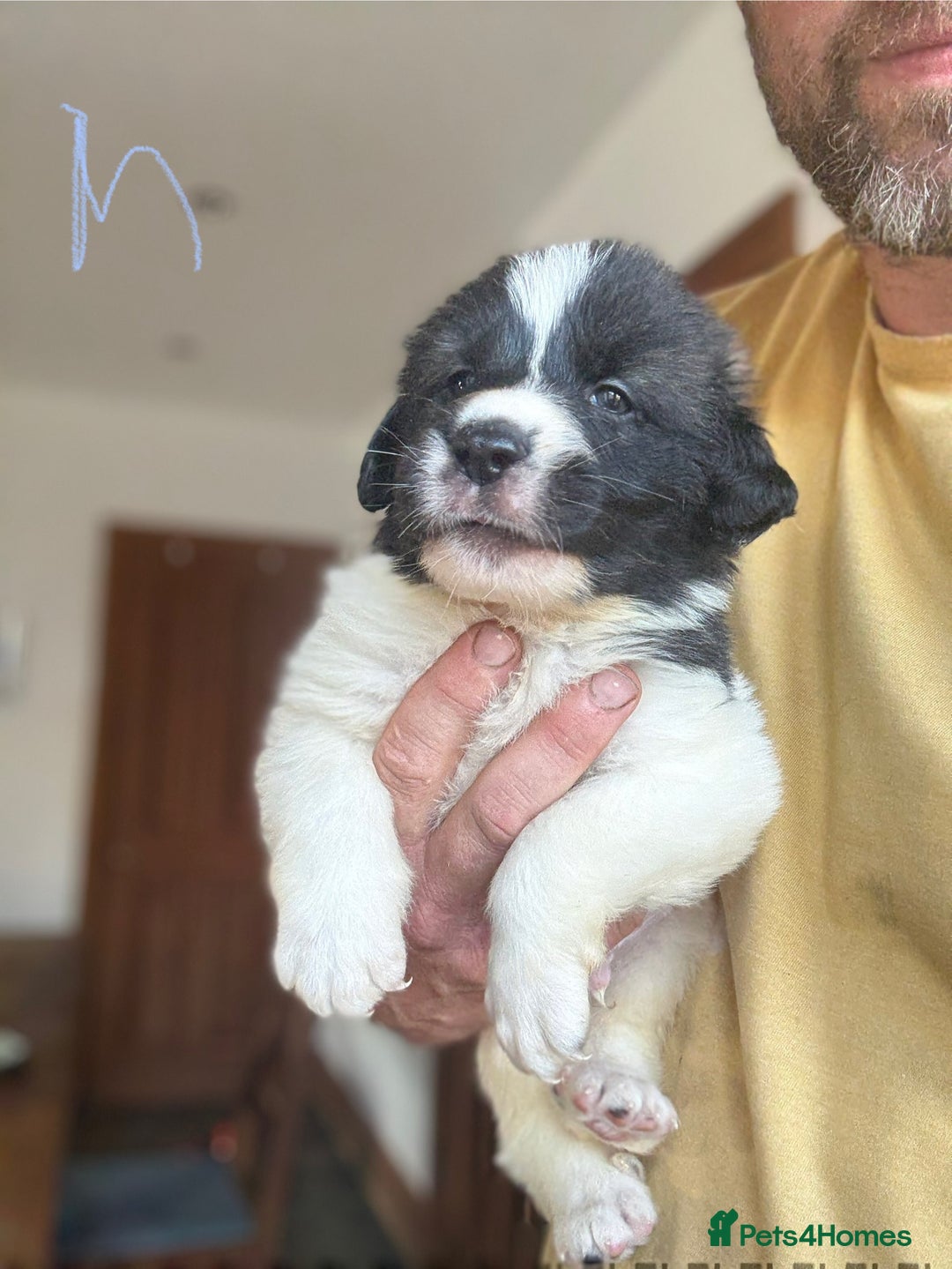 Pyrenean Mastiff dogs for sale: KC registered Pyrenean Mastiffs - Image 19