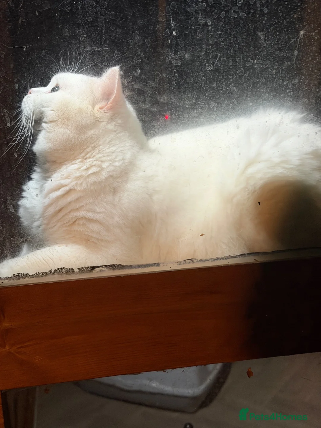 British Shorthair cats for stud:  PROVEN White British Shorthair Stud Service 🤍 - Advert 2