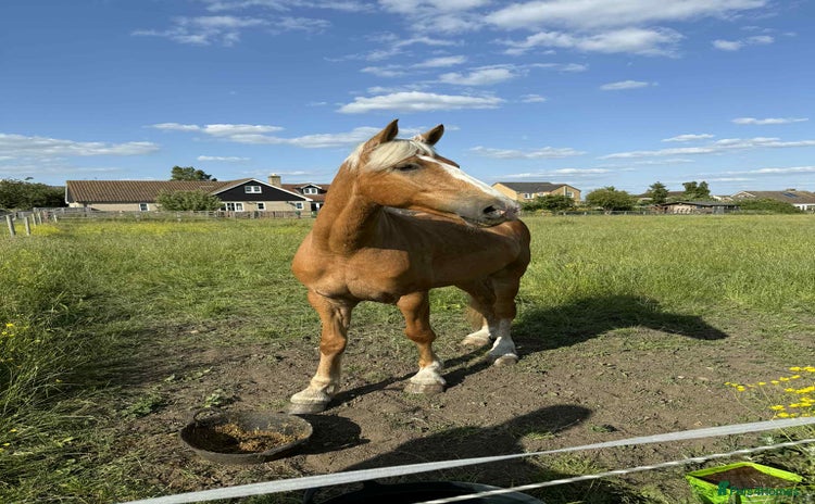 Irish Draught horses - Advert 3