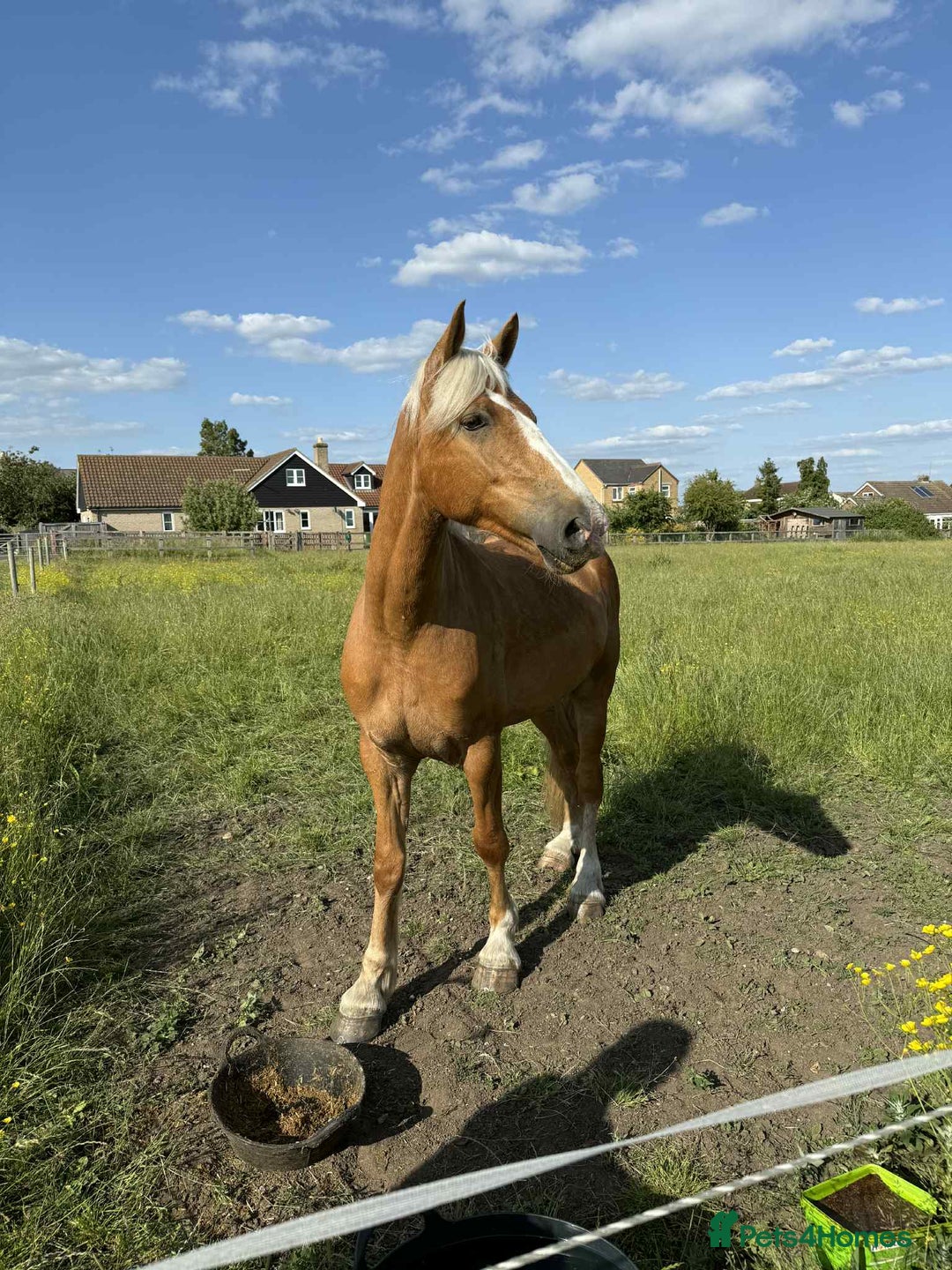 Irish Draught horses for sale: Irish draught xWelsh cob. open to SENSIBLE offers. - Image 1