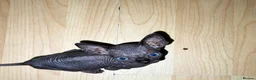 Sphynx cats for sale: Exceptional Sphynx Kittens — Home-Raised - Advert 12