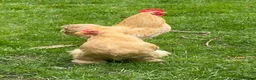 Chickens poultry for sale: Pair of Dorking and Cuckoo Chickens £35 pair - Advert 5