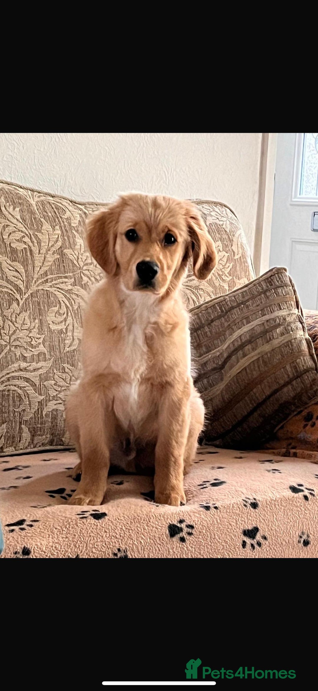 Golden Retriever dogs for sale: Beautiful English Cream Golden Retriever Puppy's  - Advert 9