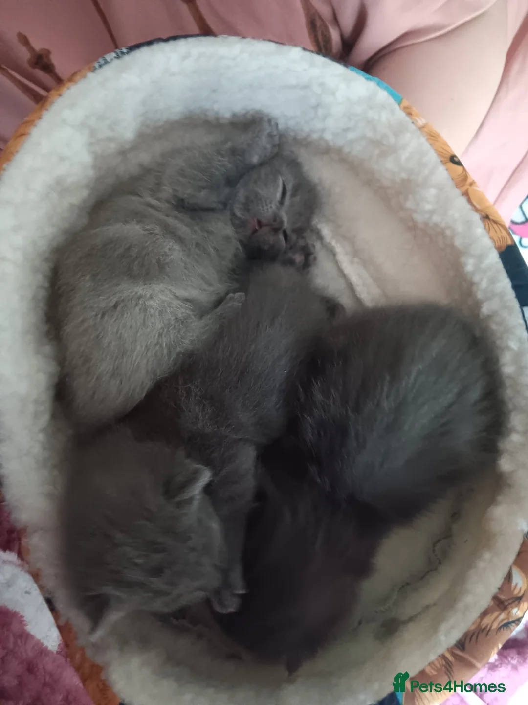 Mixed Breed cats for sale: Beautiful, full grey kittens. in Stockport - Advert 11