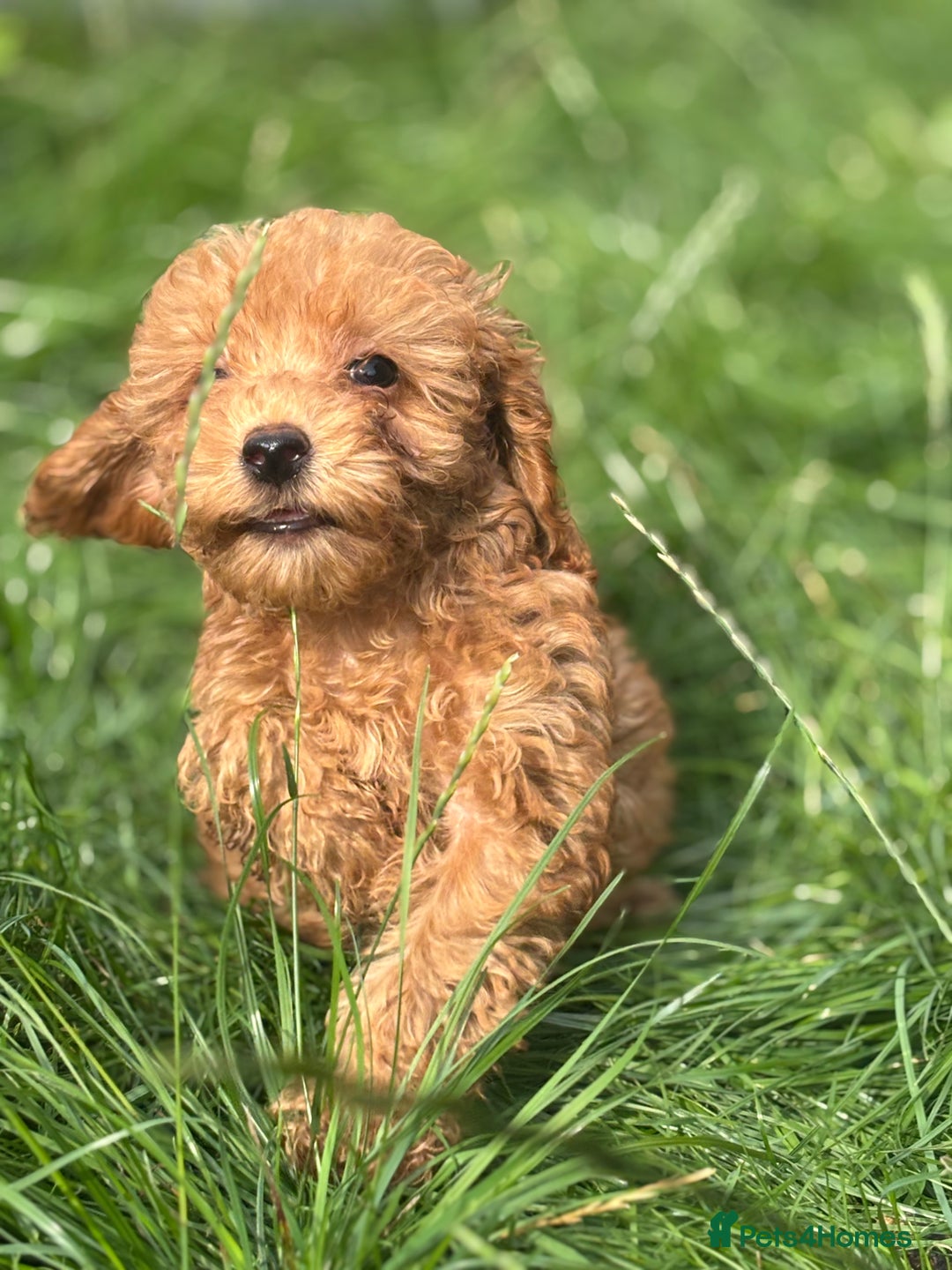 Miniature Poodle dogs for sale: Gorgeous apricot miniature poodle puppies - Image 12