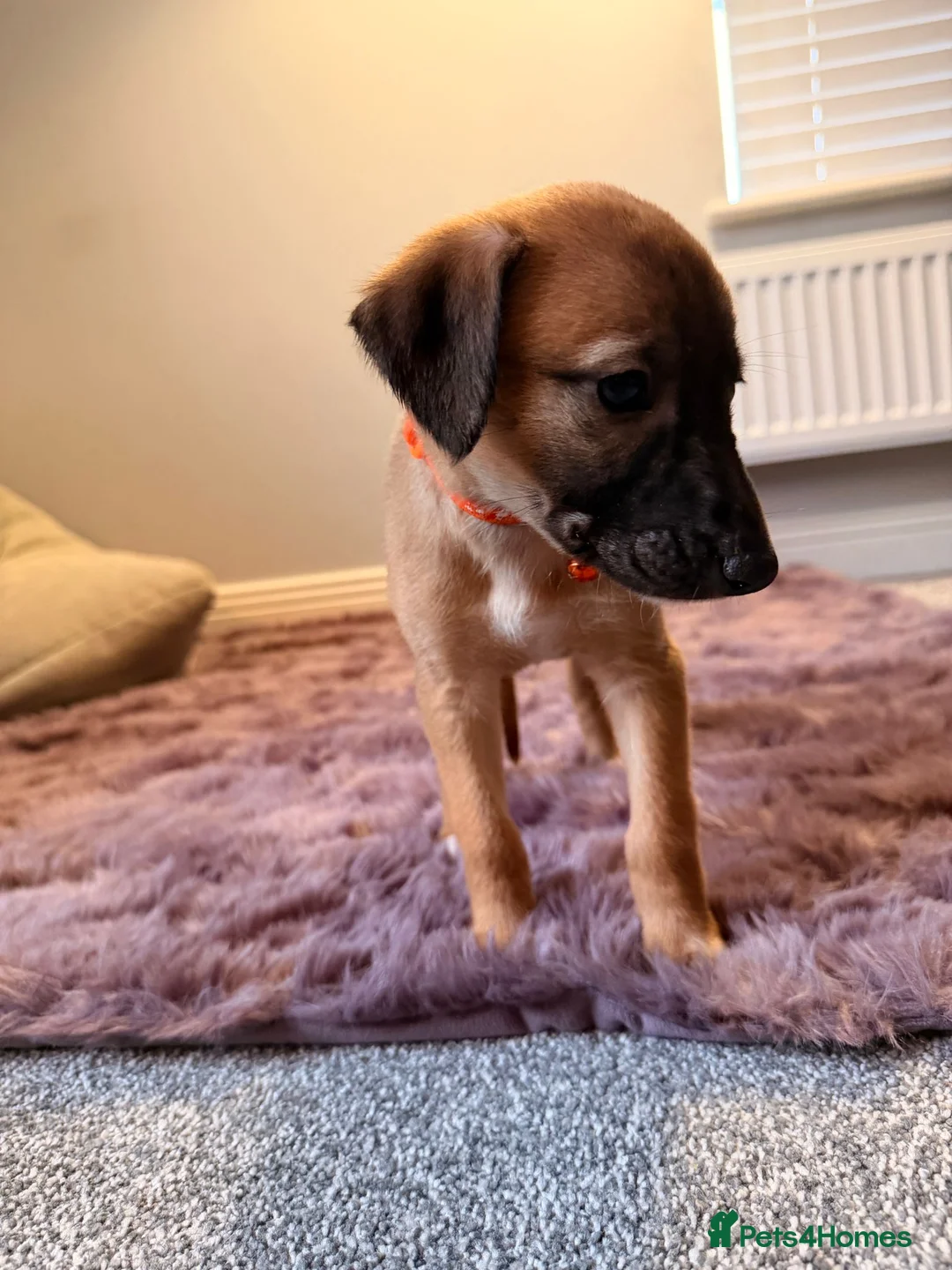 Mixed Breed dogs for sale: All Girls Greyhound/Whippet/Lurcher Cross Puppies! - Advert 19