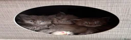 Maine Coon cats for sale: Council licensed TICA Maine Coon kittens - Advert 10