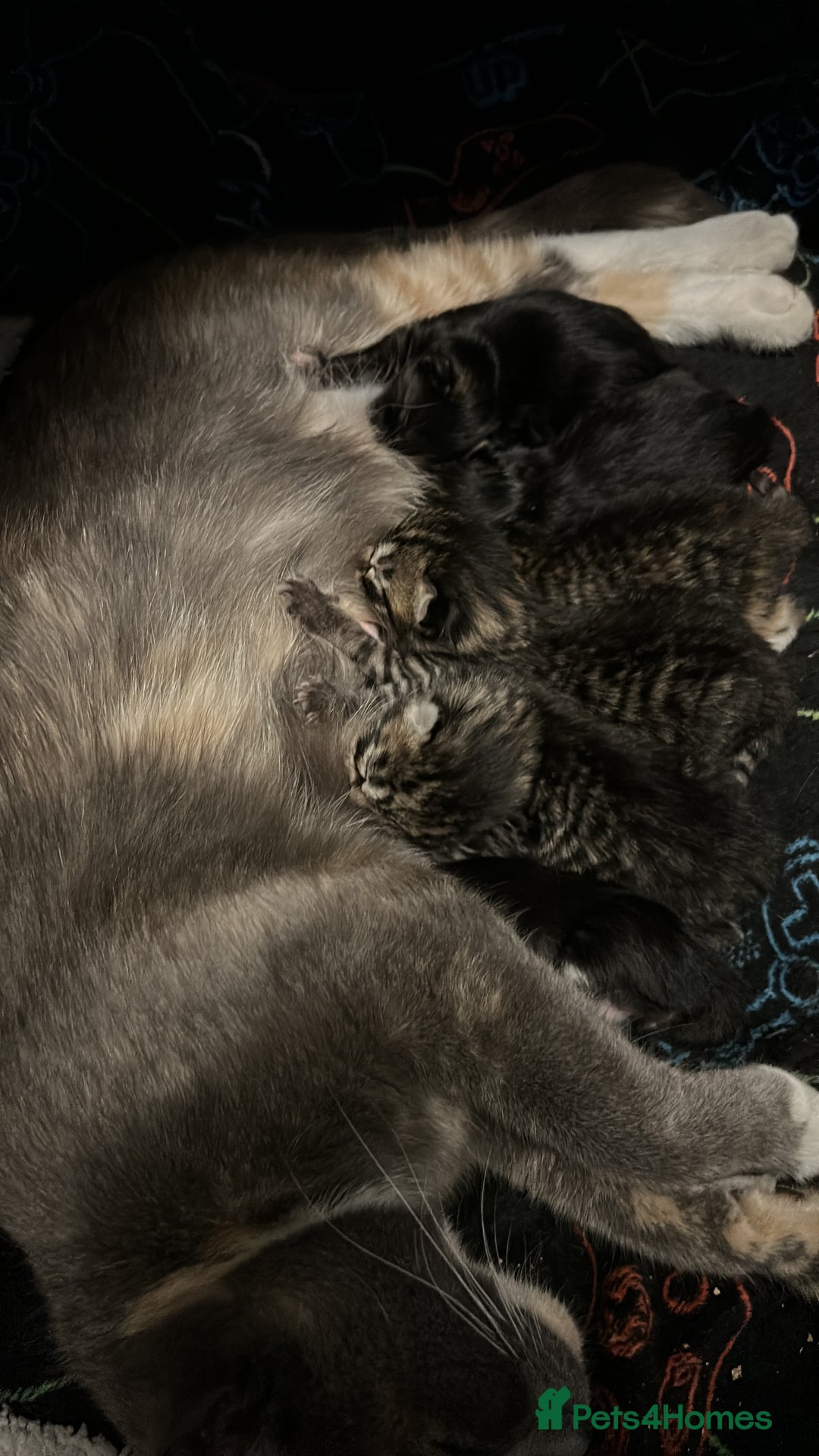 British Shorthair cats for sale: Kitten ready to leave 14th October  - Image 6