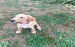 Labrador Retriever dogs for sale: KC Reg Yellow Champagne golden Labrador Puppy boy in Spalding - Image 22