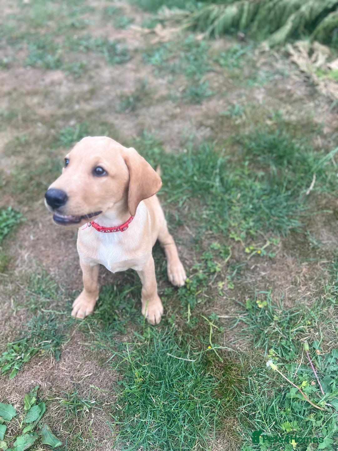 Labrador Retriever dogs for sale: KC Reg Yellow Champagne golden Labrador Puppy boy in Spalding - Image 22