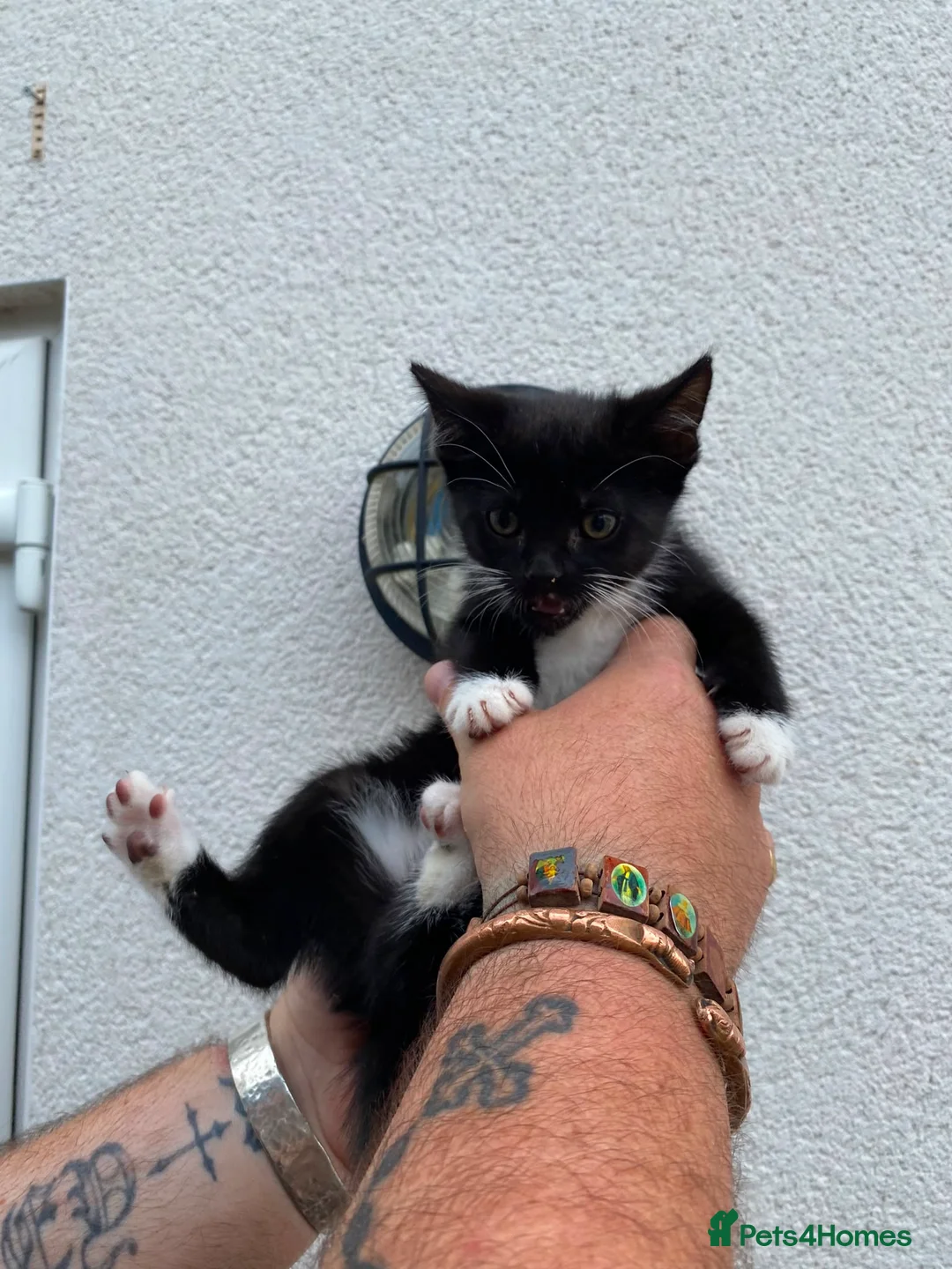 Mixed Breed cats for sale: 3 black and white kittens 1 grey and white  - Advert 2