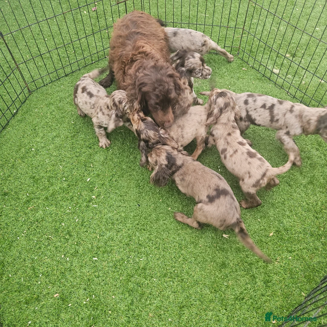 Cocker Spaniel dogs for sale: Rare Merle Coloured Working Type Cocker Spaniels - Advert 20