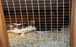 English rabbits for sale: 2 x Rabbits - Advert 10