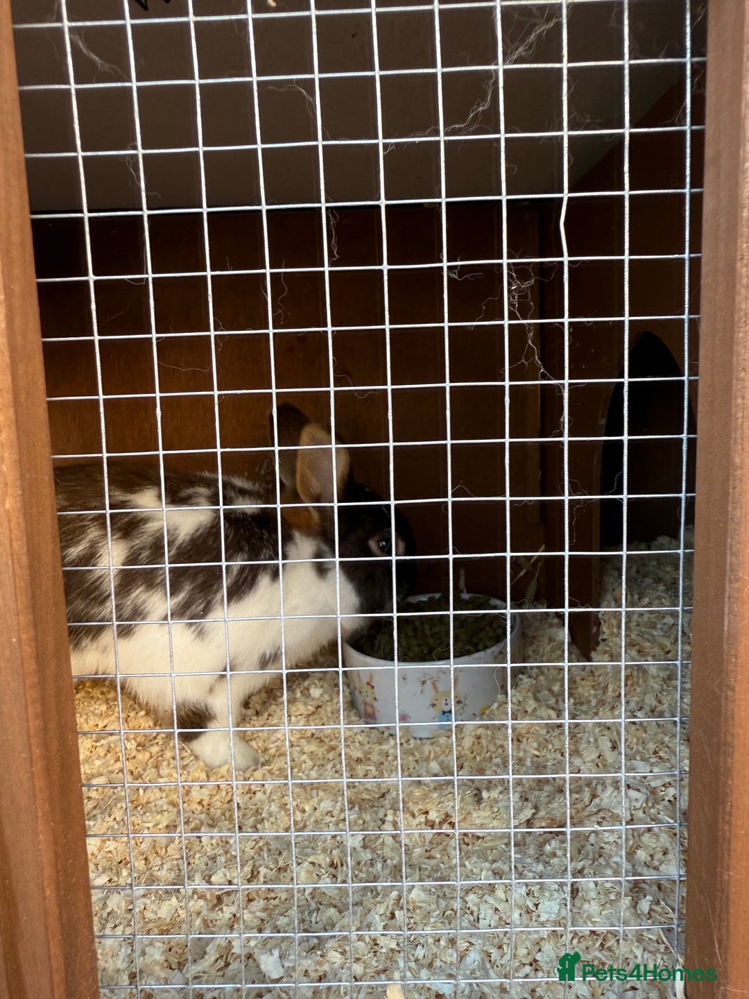English rabbits for sale: 2 x Rabbits - Advert 10