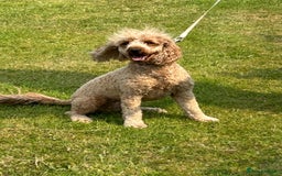 Miniature Poodle dogs for sale: 🐶 A special boy requires a special home - Image 1