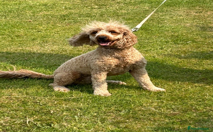 Miniature Poodle dogs - Advert 14