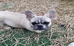 French Bulldog dogs for adoption: 💓🐶 MARGO, MISTY & MONTI💙 - Image 11