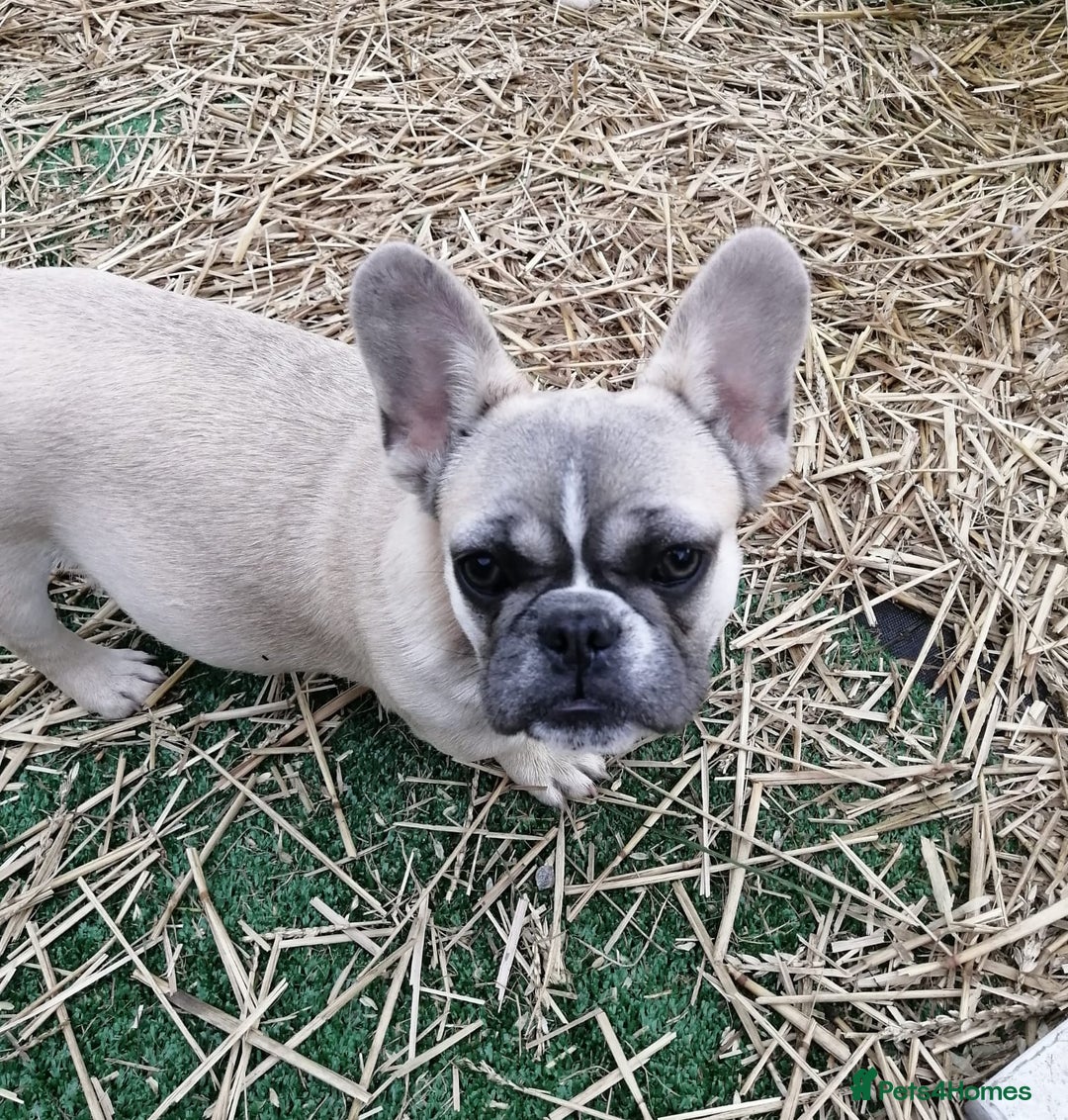 French Bulldog dogs for adoption: 💓🐶 MARGO, MISTY & MONTI💙 - Image 11