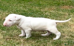 English Bull Terrier dogs for sale: Ready to leave !!! champion bloodlines kc reg - Image 28
