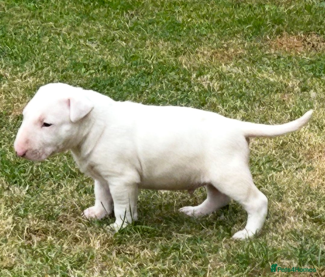 English Bull Terrier dogs for sale: Ready to leave !!! champion bloodlines kc reg - Image 28