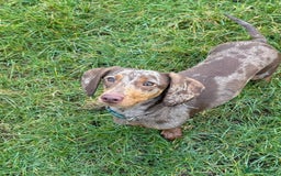 Dachshund dogs for sale: Beautiful dachshund puppies  - Image 3