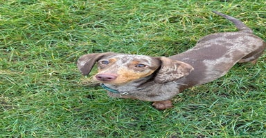 Dachshund dogs - Advert 1