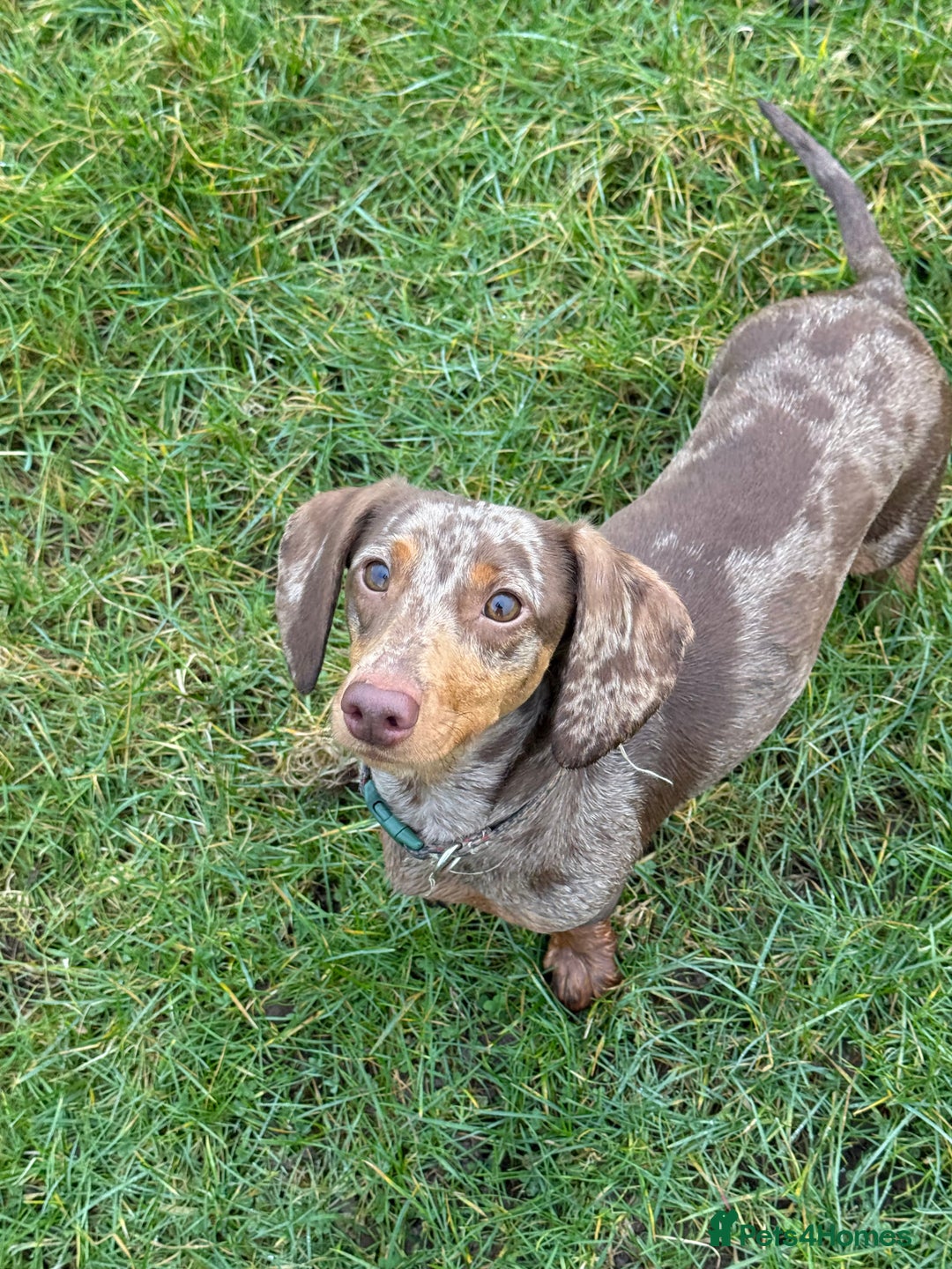 Dachshund dogs for sale: Beautiful dachshund puppies  - Image 3