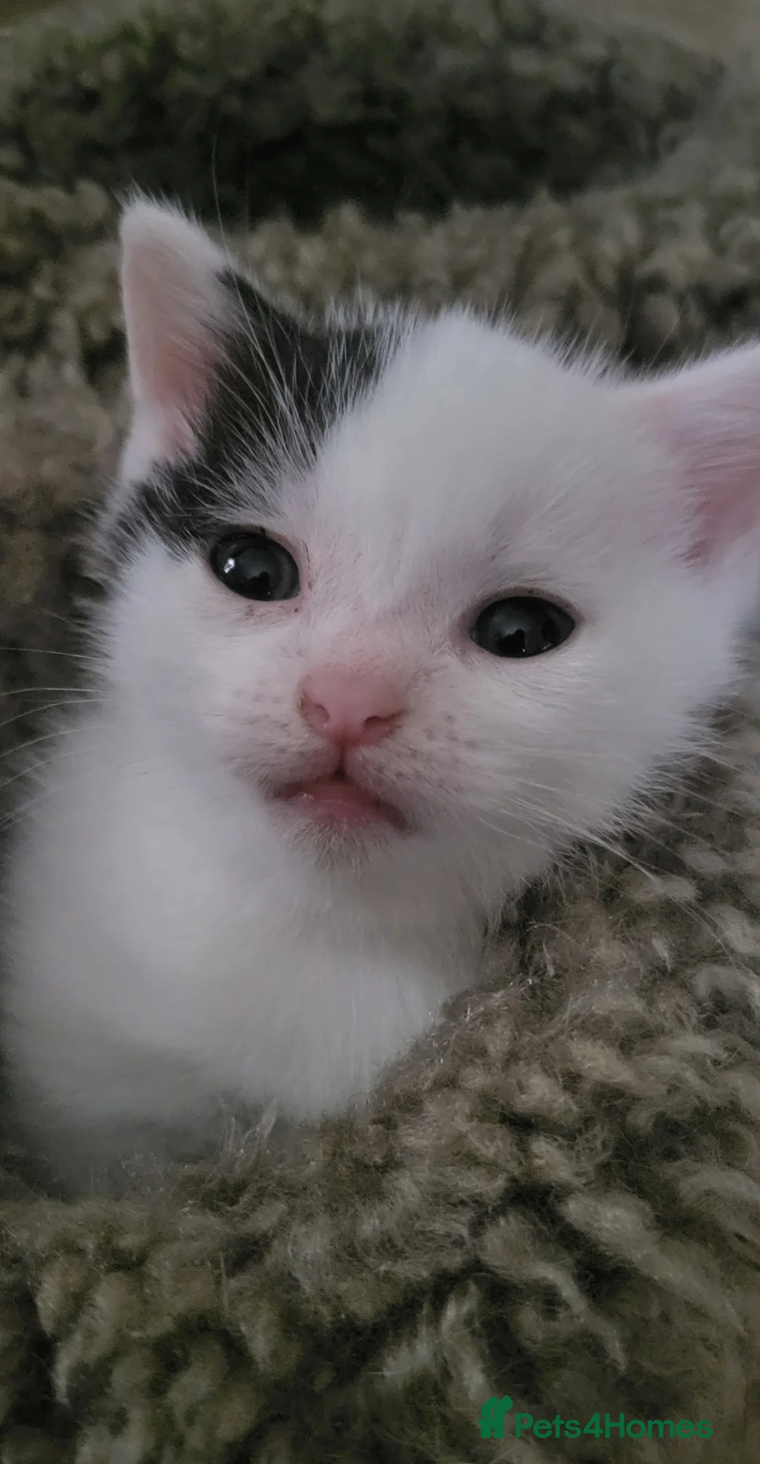Mixed Breed cats for sale: Domestic Shorthair x Turkish Van  - Advert 10