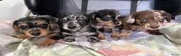 Mixed Breed dogs for sale: DOXIEPOO HEALTH TESTED PARENTS  - Advert 10