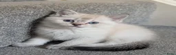 Mixed Breed cats for sale: Ragdoll x Scottish Fold kittens - Advert 12