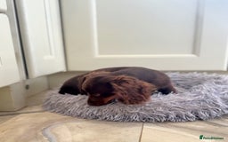 Miniature Dachshund dogs for sale: Long haired mini dachshunds  in Southport - Image 3