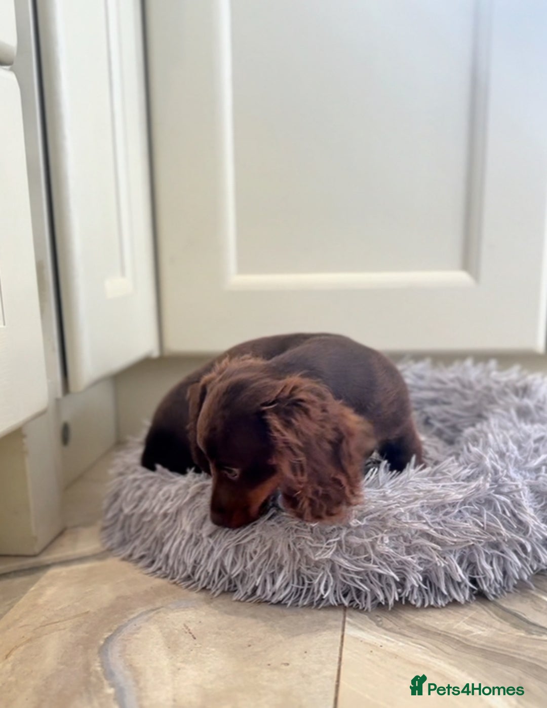 Miniature Dachshund dogs for sale: Long haired mini dachshunds  in Southport - Image 3