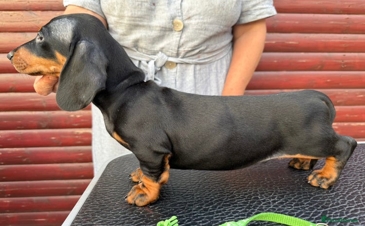 Dachshund dogs - Advert 2