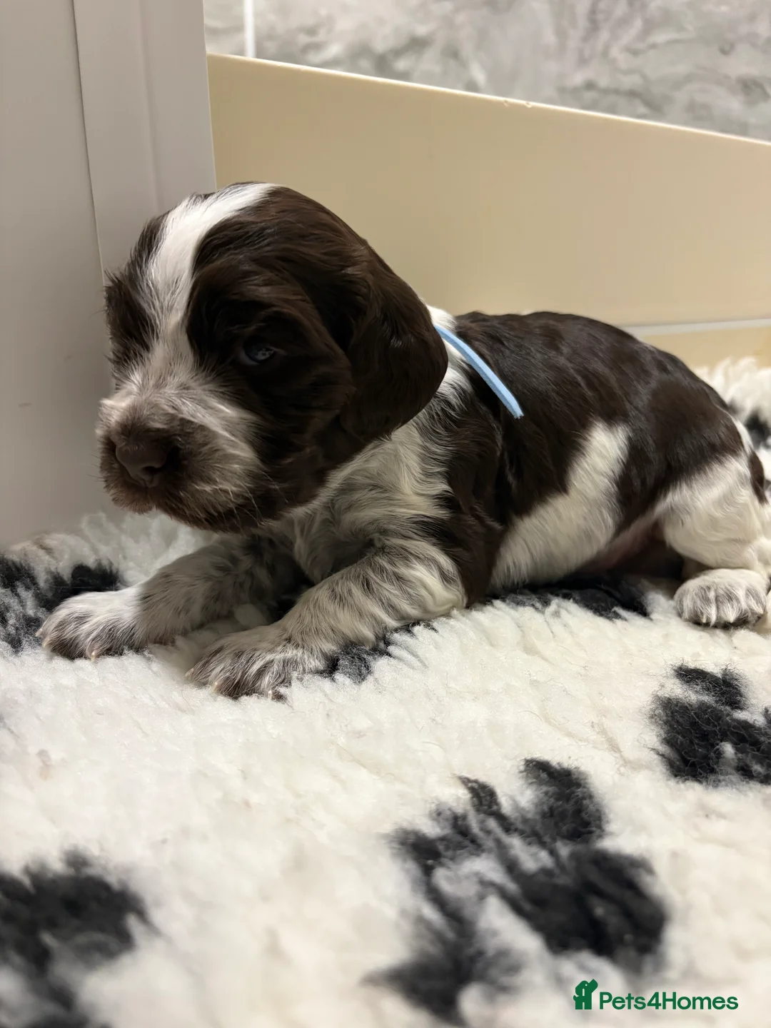 Cocker Spaniel dogs for sale: Beautiful DNA tested Show Cocker Spaniels - Advert 6