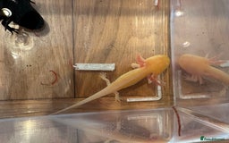 Other/Mixed Breed fish for sale: Young Axolotls for sale - Image 9