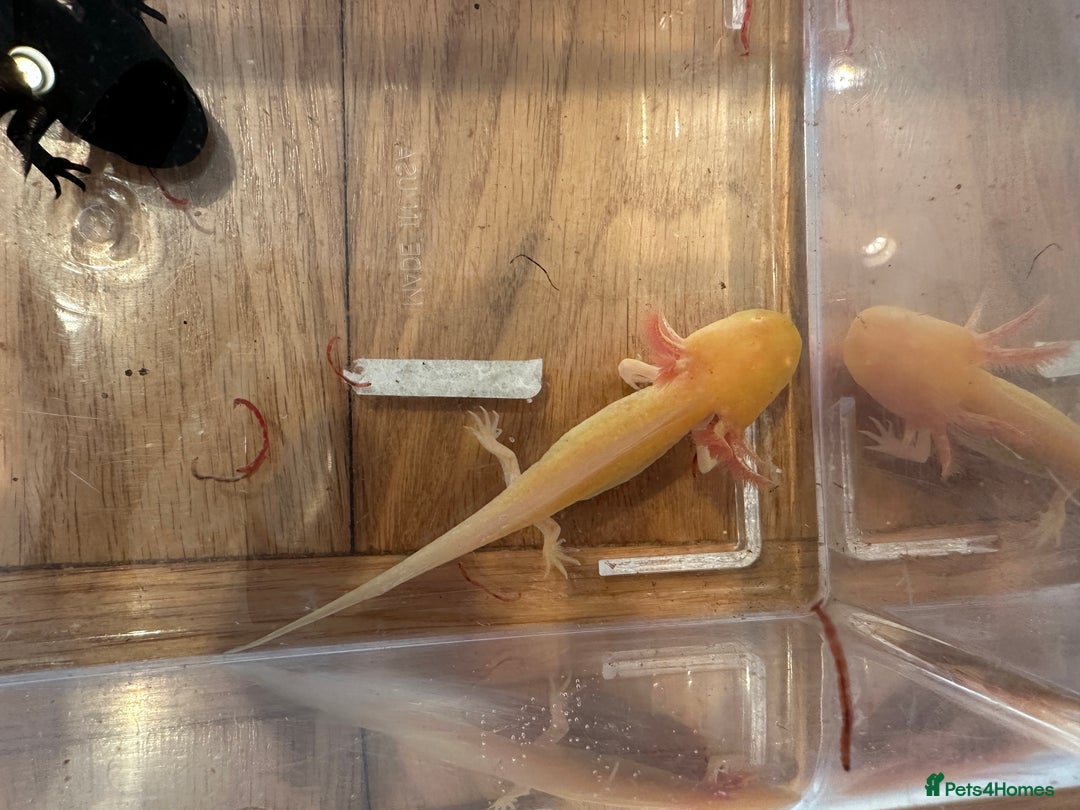Other/Mixed Breed fish for sale: Young Axolotls for sale - Image 9