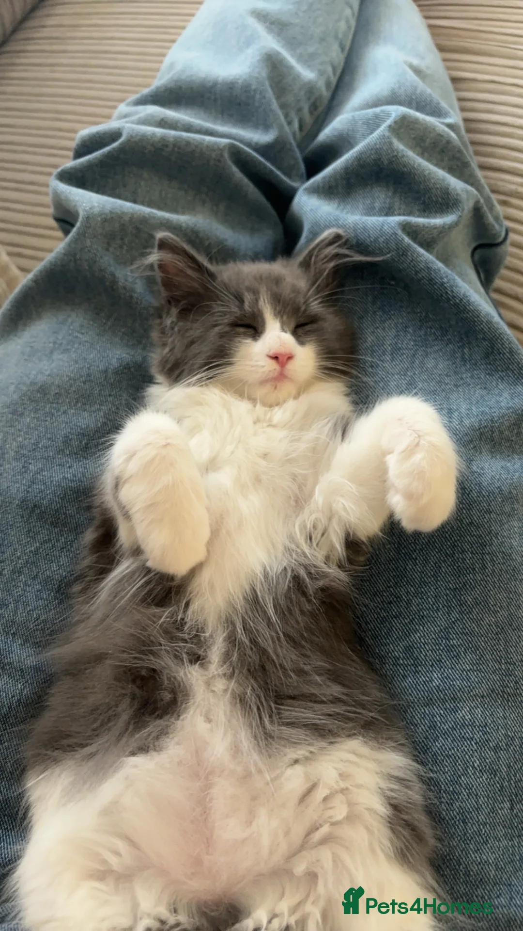 Mixed Breed cats for sale: Beautiful 1.5 Year Old Cat Looking for Loving Home in Colchester - Advert 2