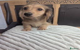 Dachshund dogs for sale: All REHOMED 🏡Long haired miniature Dachshunds  - Image 4