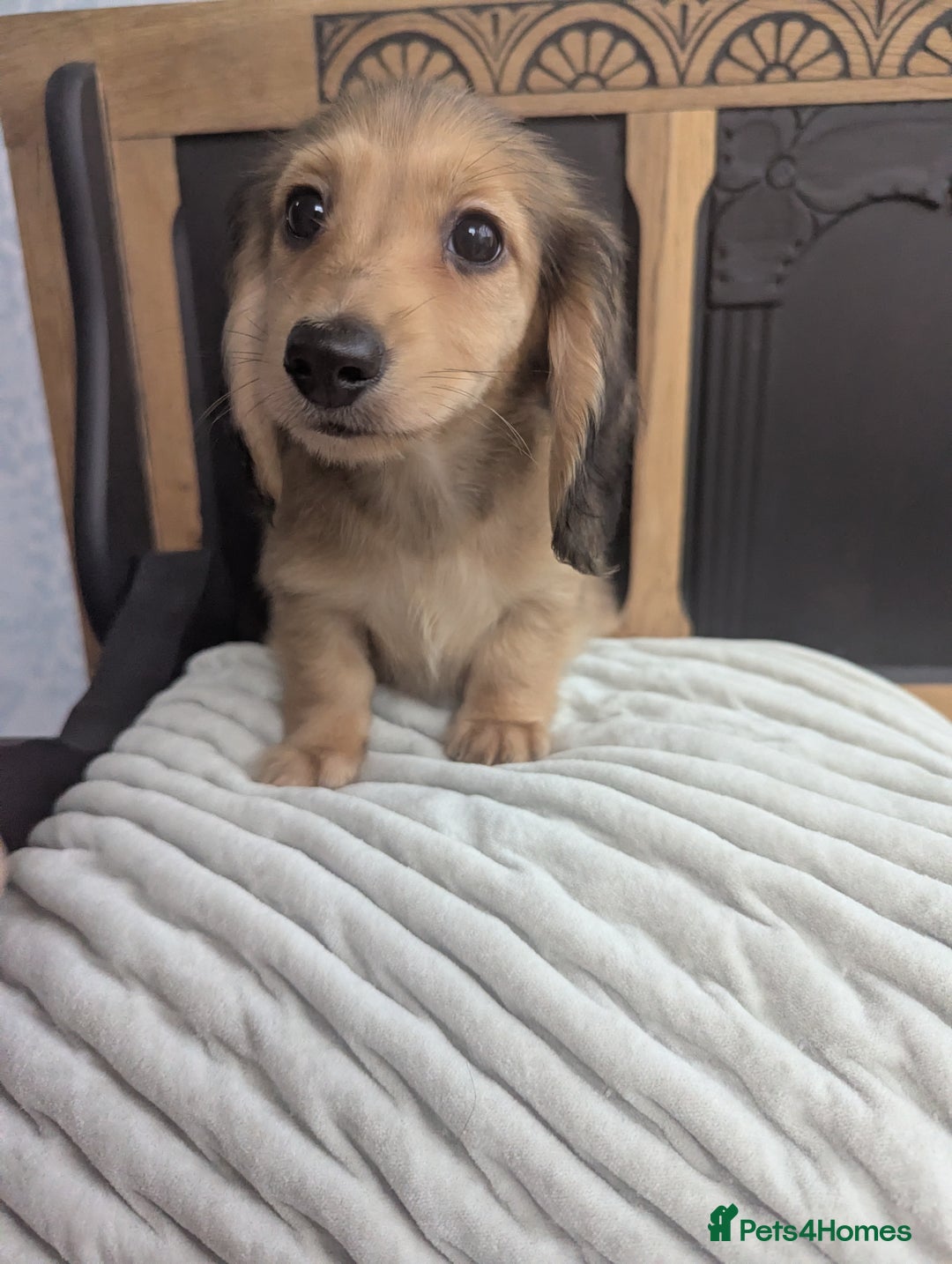 Dachshund dogs for sale: All REHOMED 🏡Long haired miniature Dachshunds  - Image 4